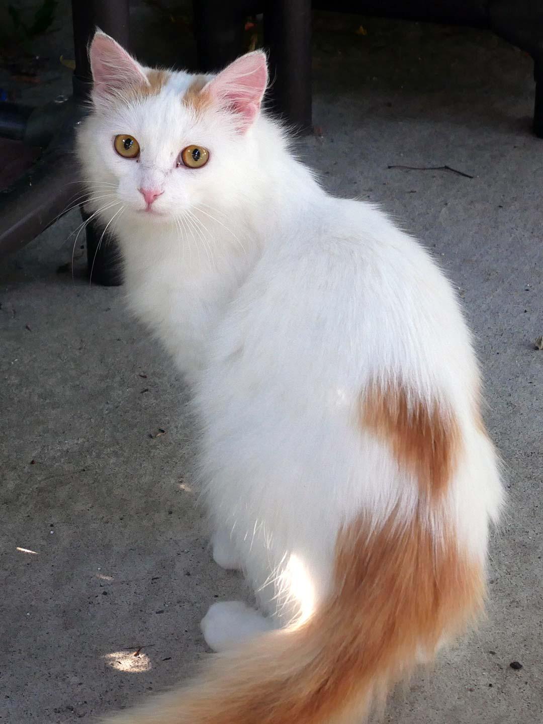 Enlarge Nacho, a ADOPTABLE Domestic Medium Hair in Bloomingdale, NJ image 4/4