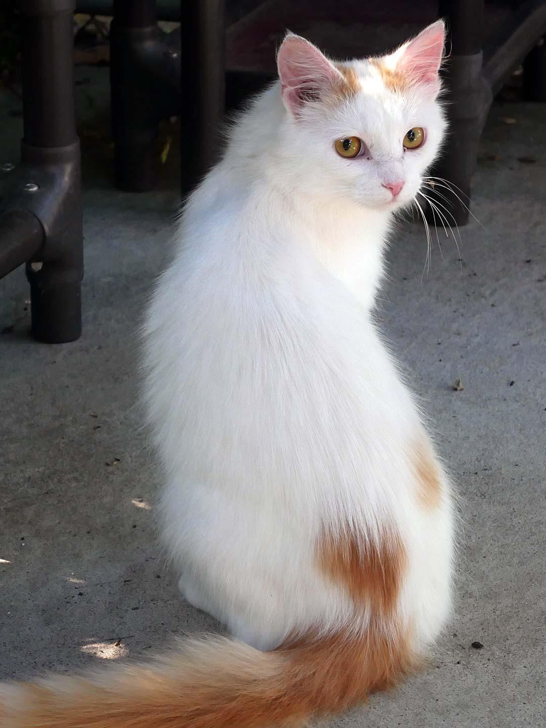 Enlarge Nacho, a ADOPTABLE Domestic Medium Hair in Bloomingdale, NJ image 2/4