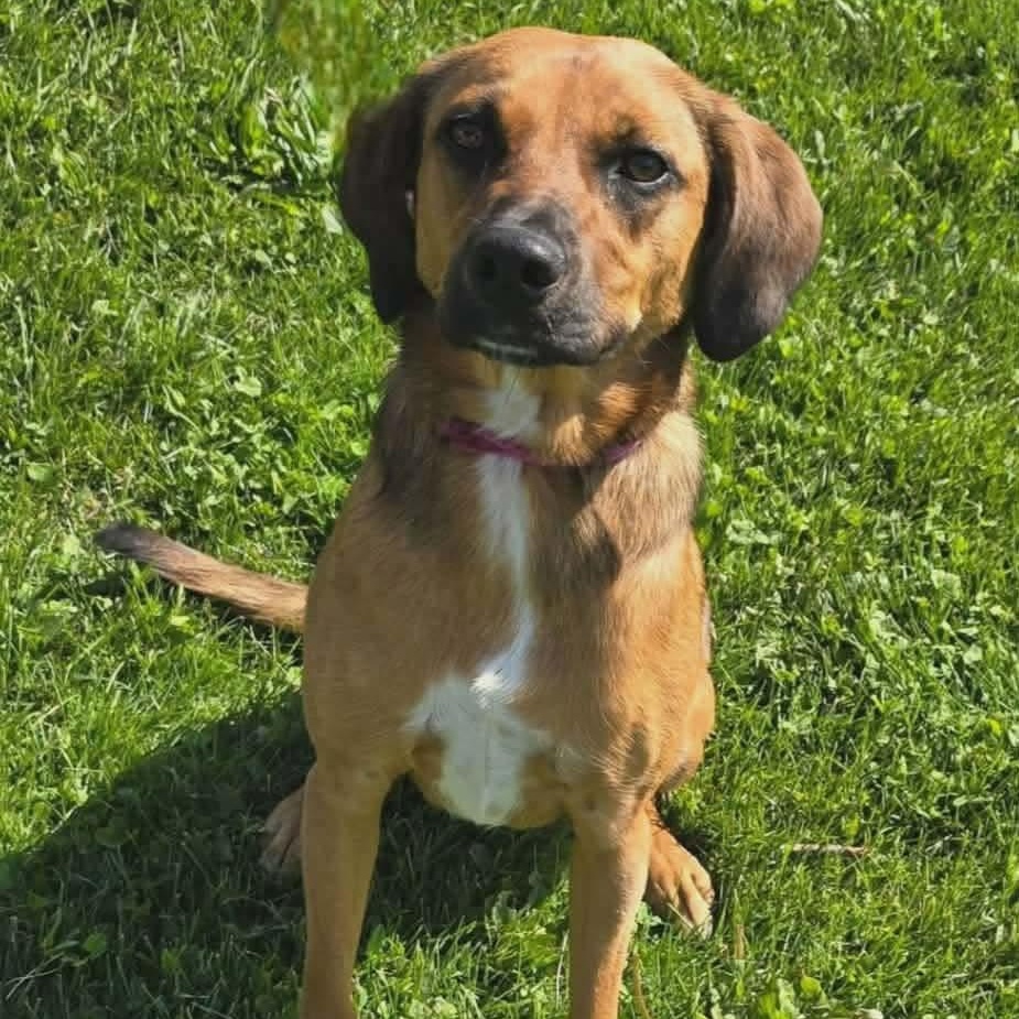 Enlarge Beatrice, a ADOPTABLE mixed breed in Joliet, IL image 2/2