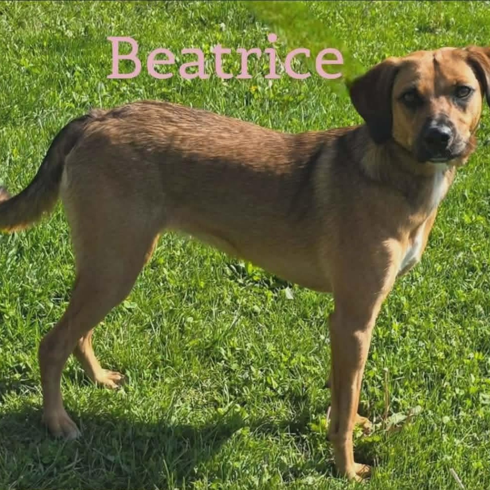 Enlarge Beatrice, a ADOPTABLE mixed breed in Joliet, IL image 1/2