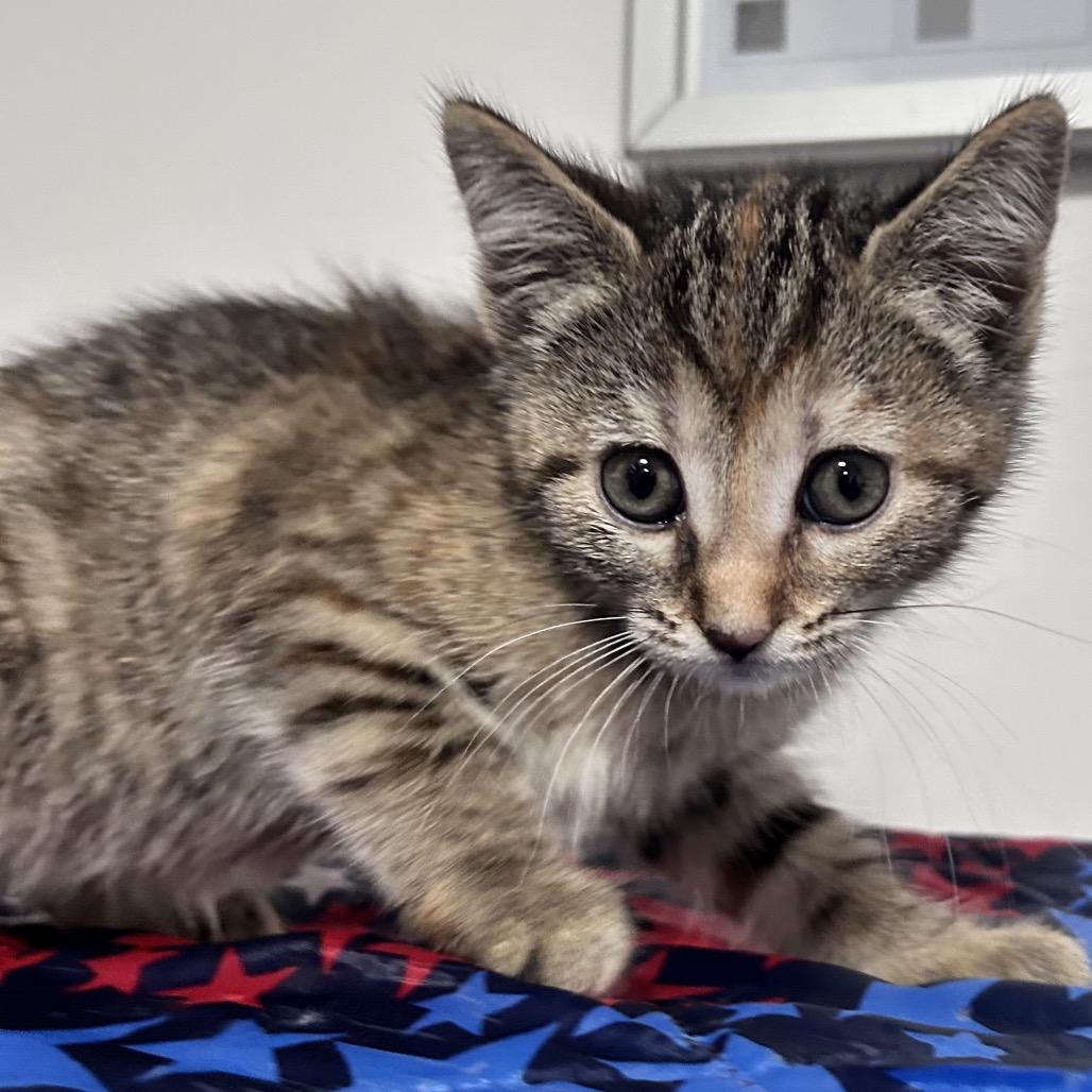 Enlarge Rusev, a Adoptable Domestic Short Hair in Fredericksburg, VA image 1/1