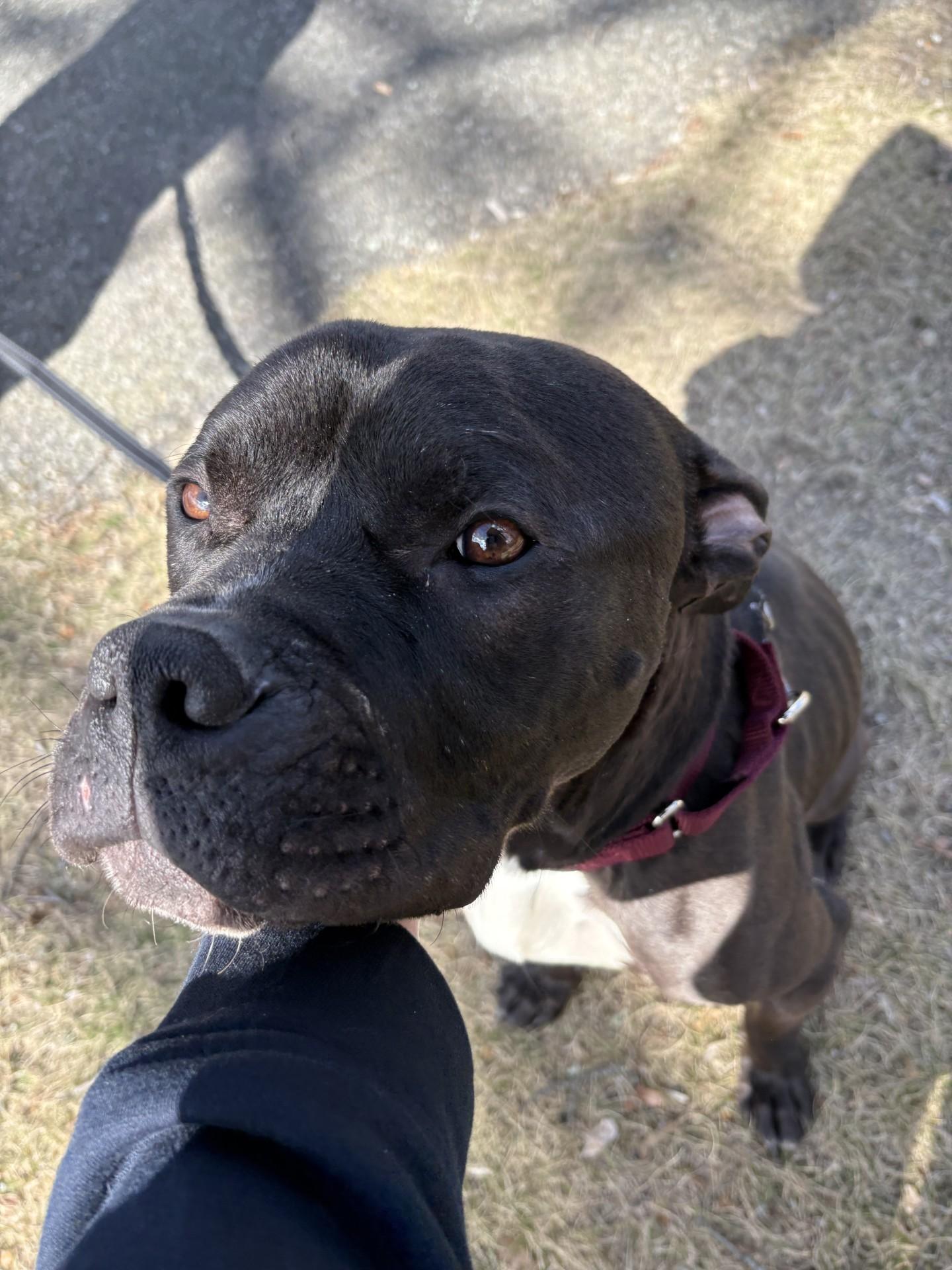 Enlarge Bowser, a ADOPTABLE mixed breed in West Warwick, RI image 1/4