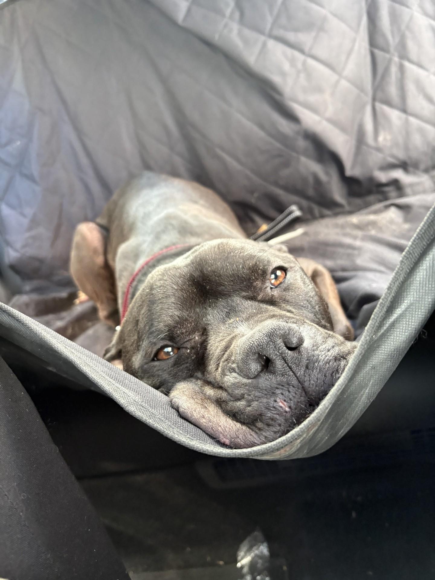 Enlarge Bowser, a ADOPTABLE mixed breed in West Warwick, RI image 2/4