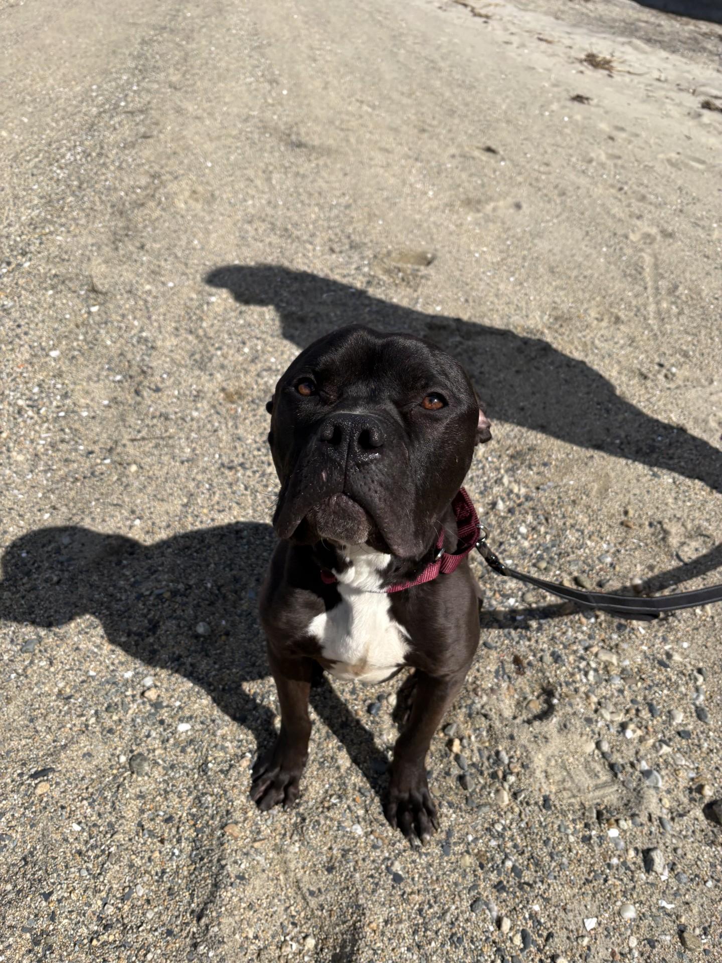 Enlarge Bowser, a ADOPTABLE mixed breed in West Warwick, RI image 3/4