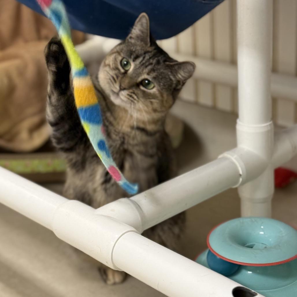 Enlarge 24-250 Myela, a Adoptable Domestic Short Hair in North Branford, CT image 2/3