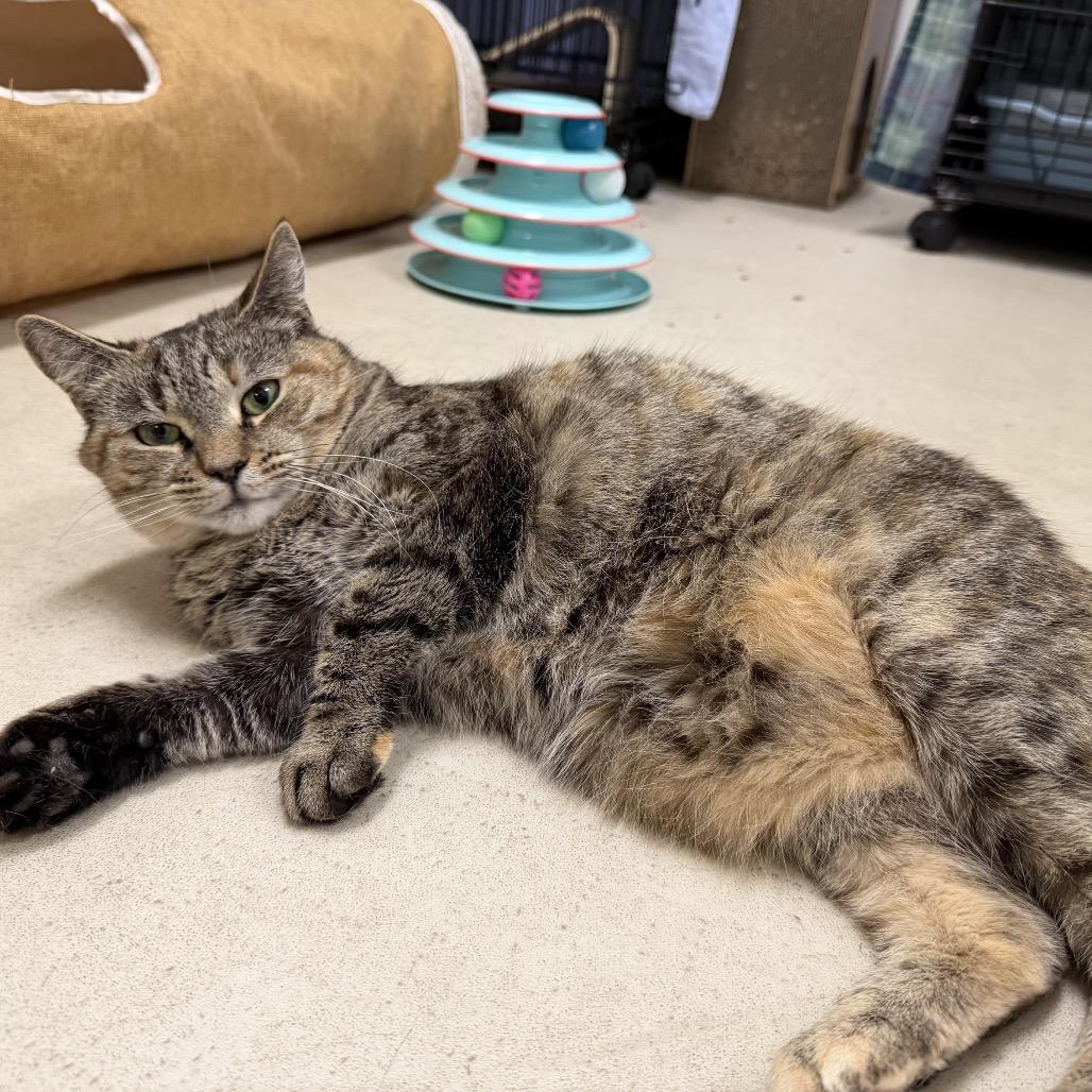 Enlarge 24-250 Myela, a Adoptable Domestic Short Hair in North Branford, CT image 3/3