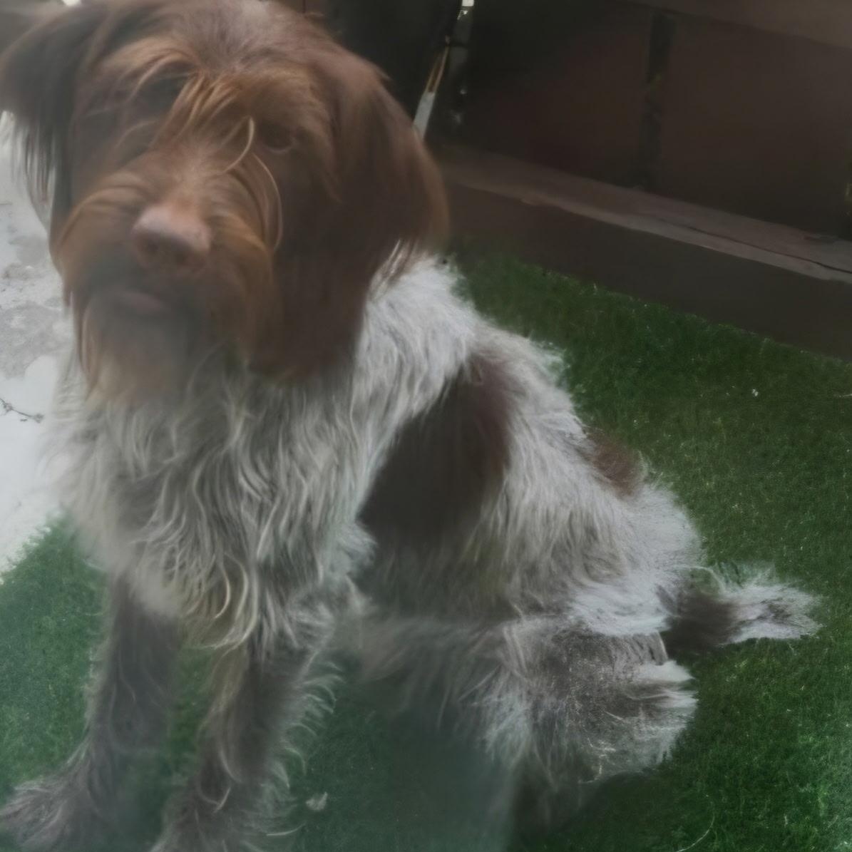 Rocky, Adopted, Adult Male Wirehaired Pointing Griffon.