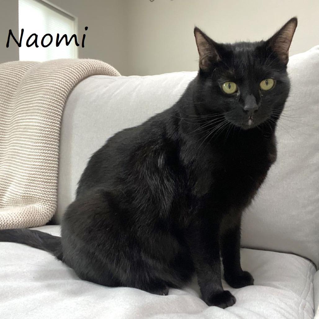 Naomi, a Adoptable Domestic Short Hair in Yucaipa, CA image 1/4