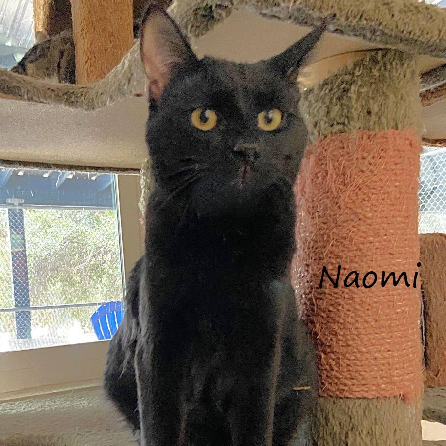 Naomi, a Adoptable Domestic Short Hair in Yucaipa, CA image 2/4