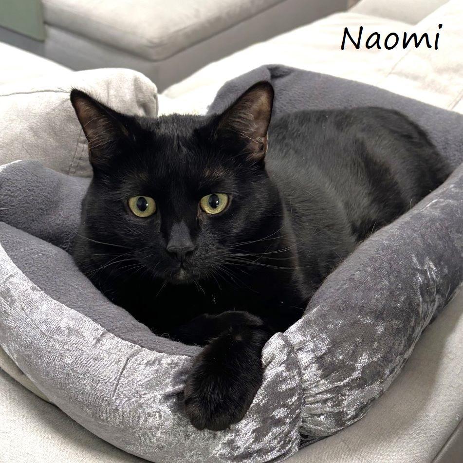 Naomi, a Adoptable Domestic Short Hair in Yucaipa, CA image 3/4