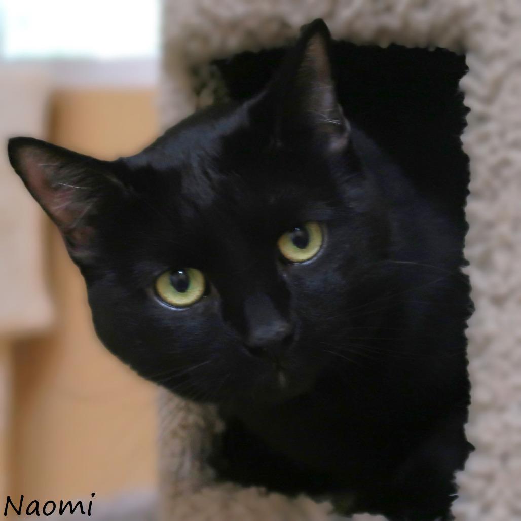 Naomi, a Adoptable Domestic Short Hair in Yucaipa, CA image 4/4