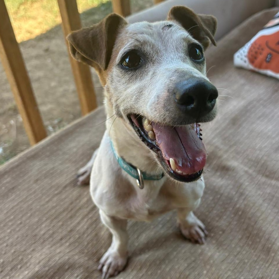 Enlarge Ms. Happy Woody, a ADOPTABLE mixed breed in Ridgefield, WA image 3/6