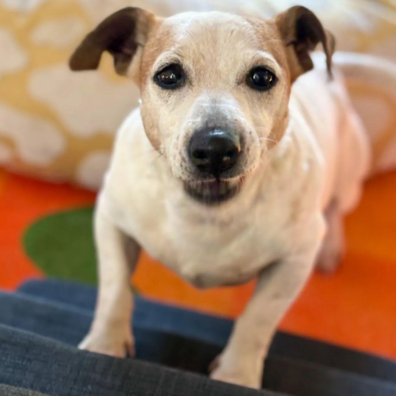 Enlarge Ms. Happy Woody, a ADOPTABLE mixed breed in Ridgefield, WA image 2/6