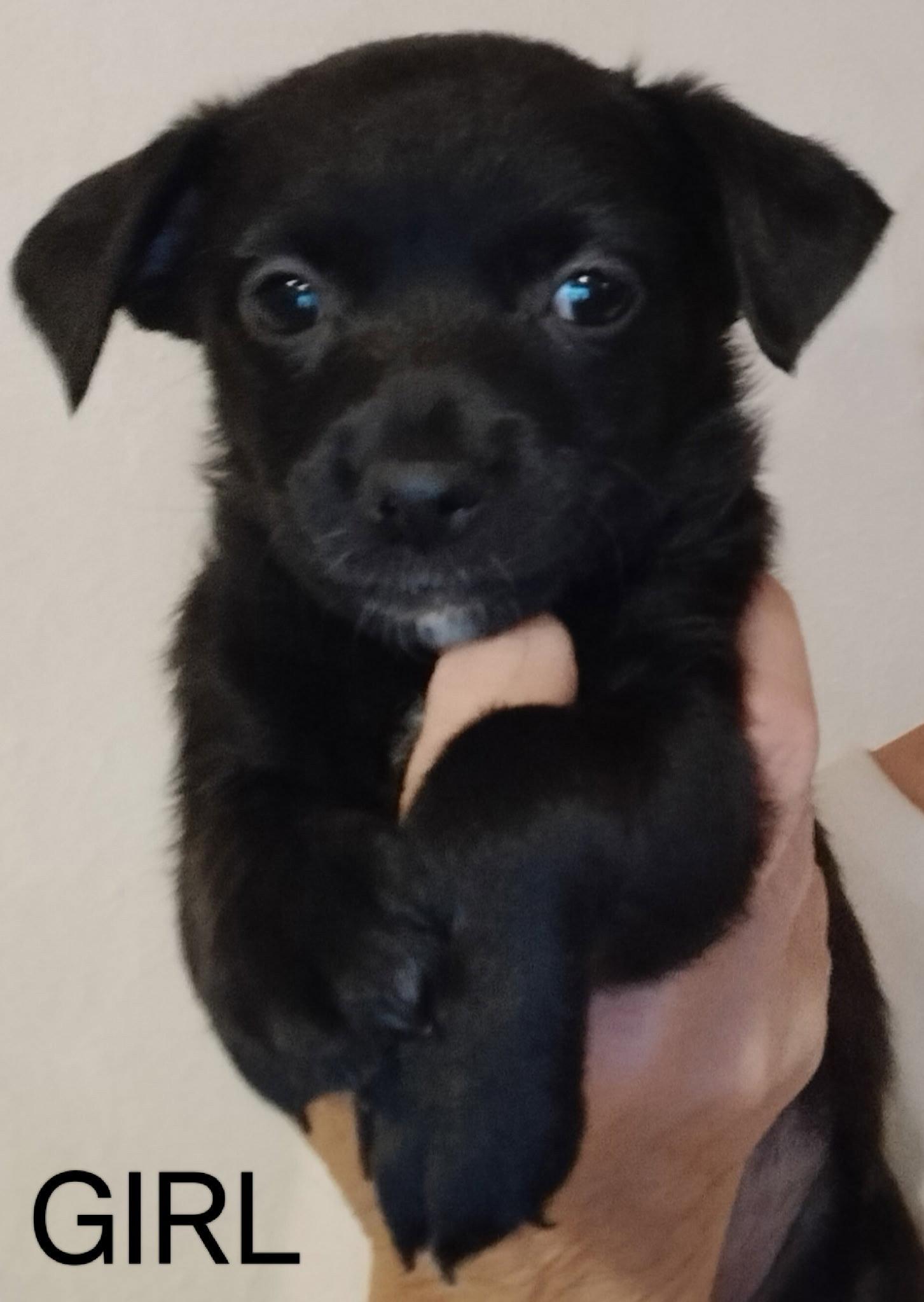 Enlarge Frida - ADOPTION IN PROCESS, a Adoptable mixed breed in Grafton, WI image 1/3