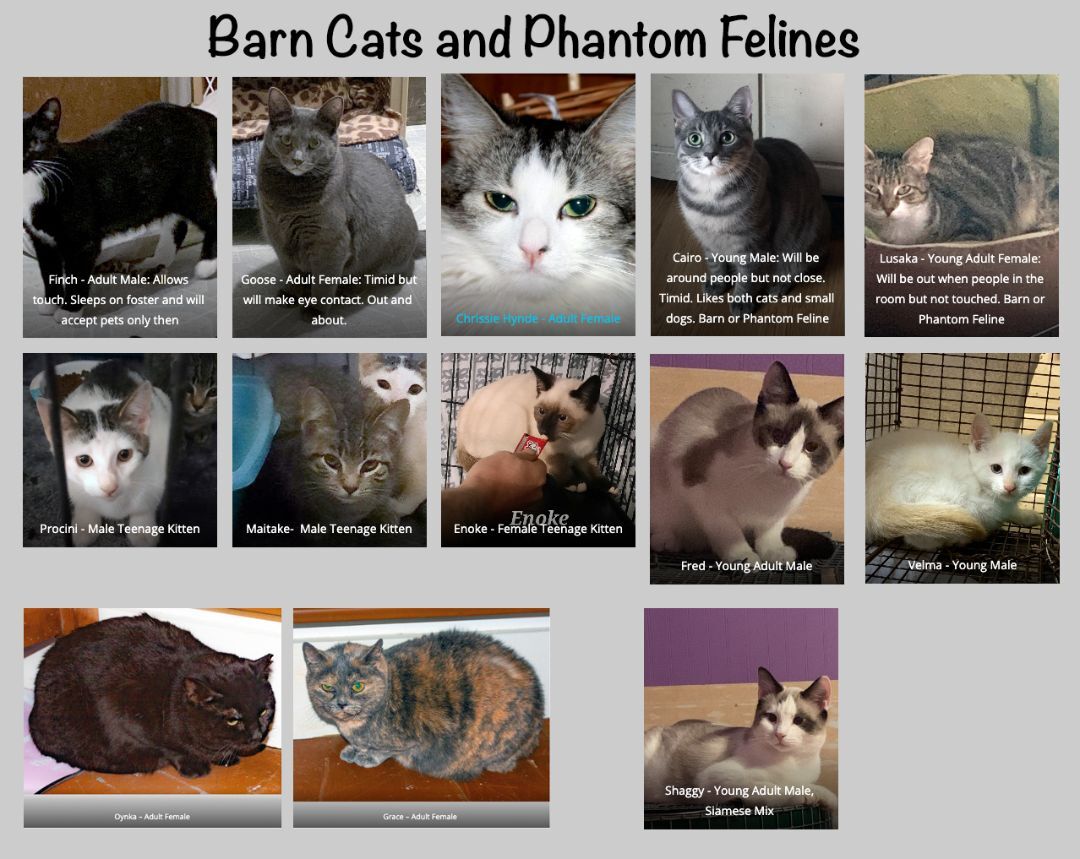 Enlarge Barn Cats and Phantom Felines, a Adoptable mixed breed in Fair Haven, VT image 1/2