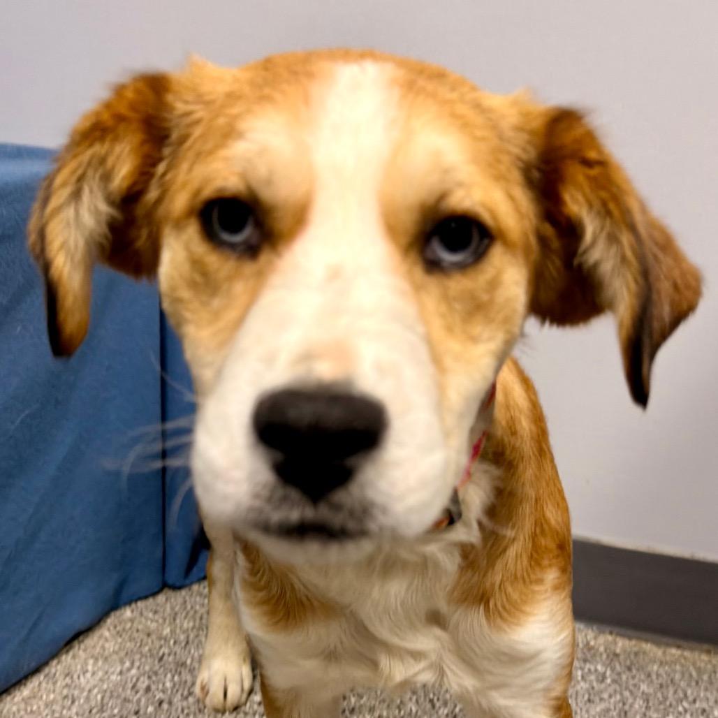 Enlarge Millie, a Adoptable mixed breed in Kokomo, IN image 1/4