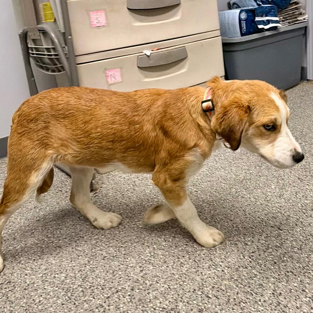 Enlarge Millie, a Adoptable mixed breed in Kokomo, IN image 2/4