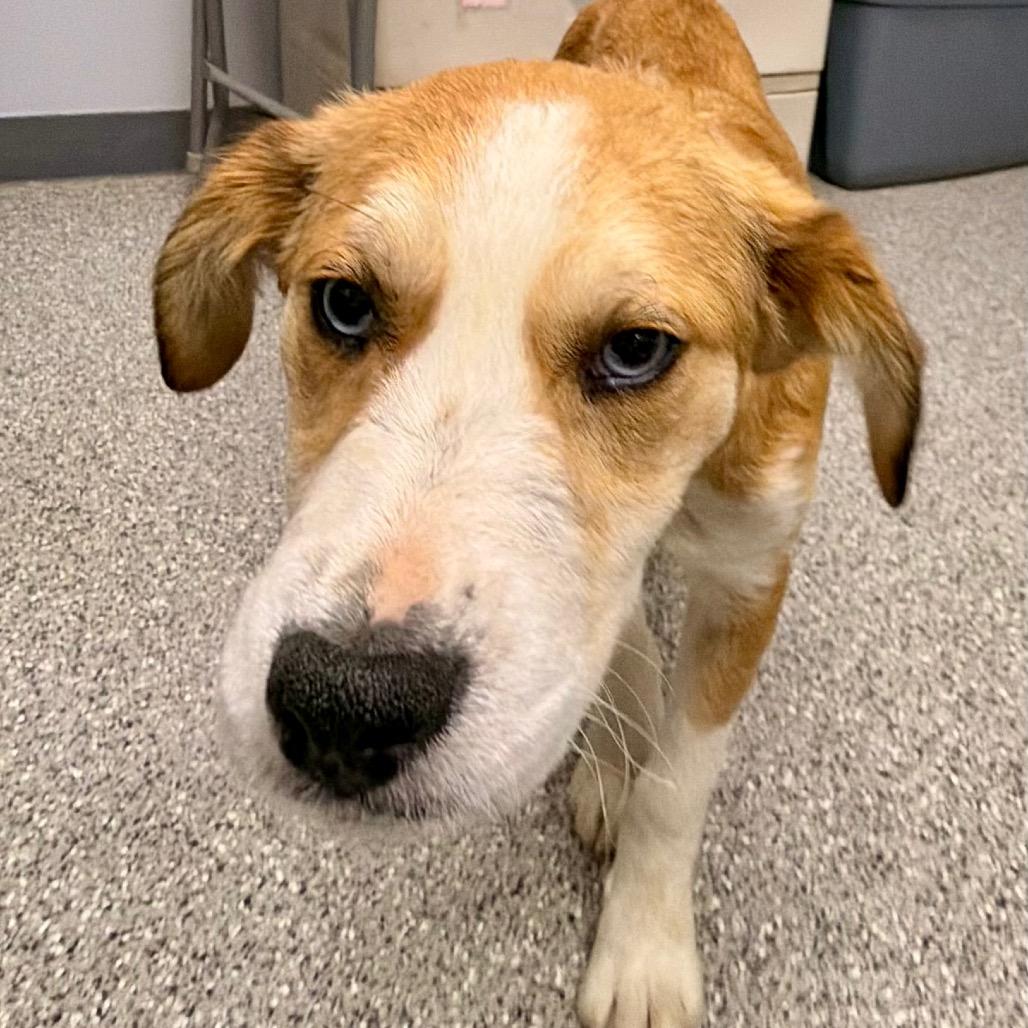 Enlarge Millie, a Adoptable mixed breed in Kokomo, IN image 3/4