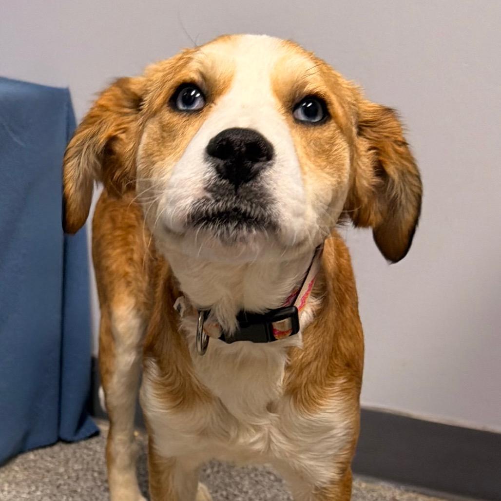 Enlarge Millie, a Adoptable mixed breed in Kokomo, IN image 4/4