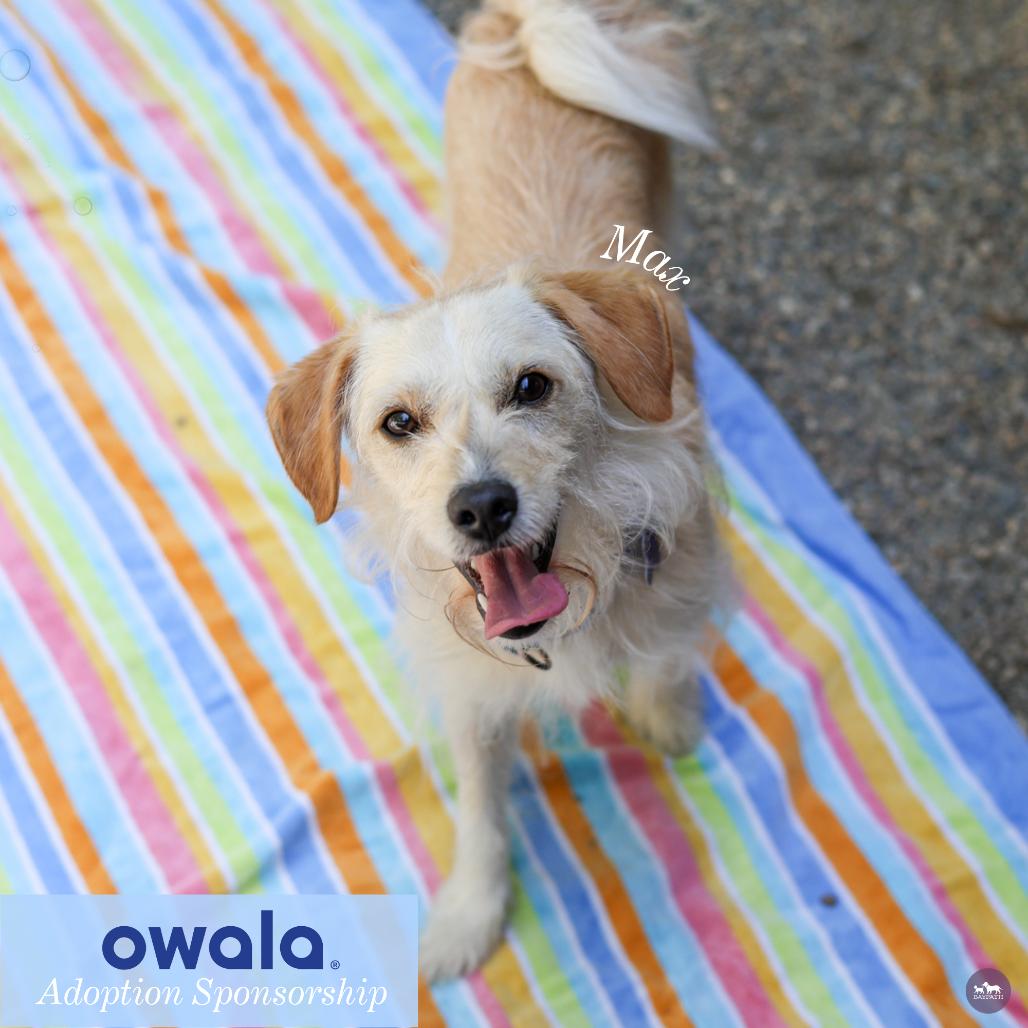 Enlarge Max, a Adoptable Mixed Breed in Hopkinton, MA image 1/6