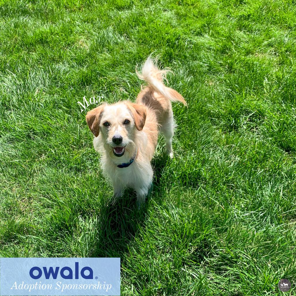 Enlarge Max, a Adoptable Mixed Breed in Hopkinton, MA image 2/6