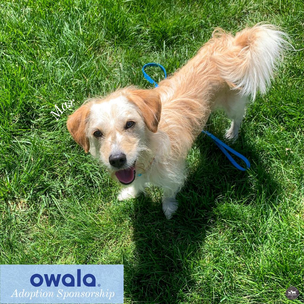 Enlarge Max, a Adoptable Mixed Breed in Hopkinton, MA image 3/6