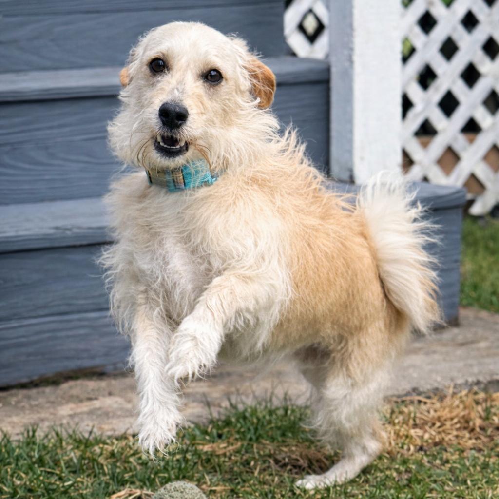 Enlarge Max, a Adoptable Mixed Breed in Hopkinton, MA image 1/4