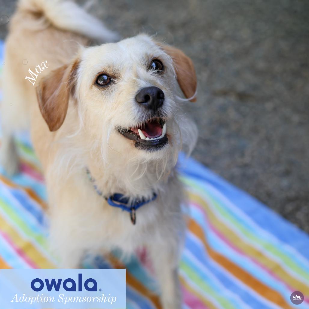 Enlarge Max, a Adoptable Mixed Breed in Hopkinton, MA image 5/6