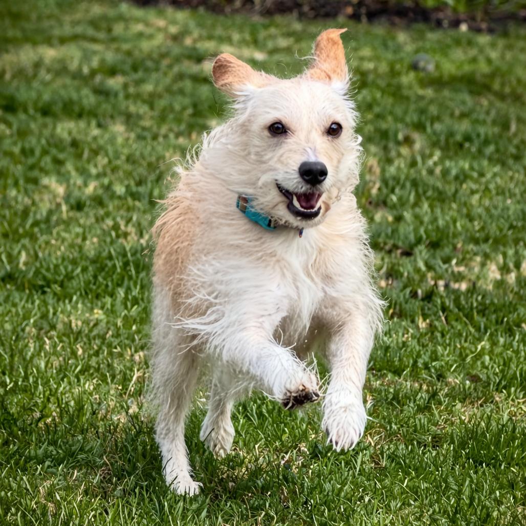 Enlarge Max, a Adoptable Mixed Breed in Hopkinton, MA image 3/4