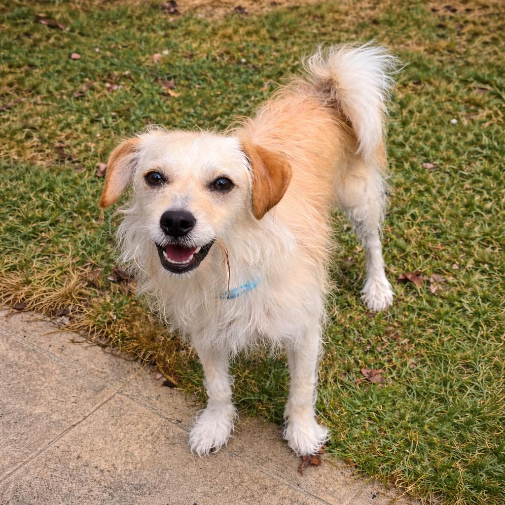 Enlarge Max, a Adoptable Mixed Breed in Hopkinton, MA image 4/4
