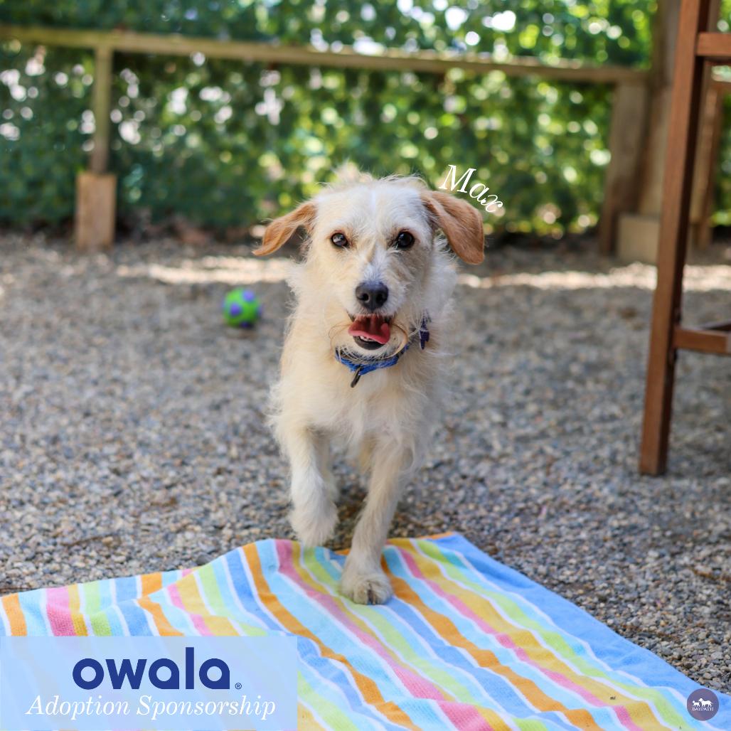 Enlarge Max, a Adoptable Mixed Breed in Hopkinton, MA image 6/6