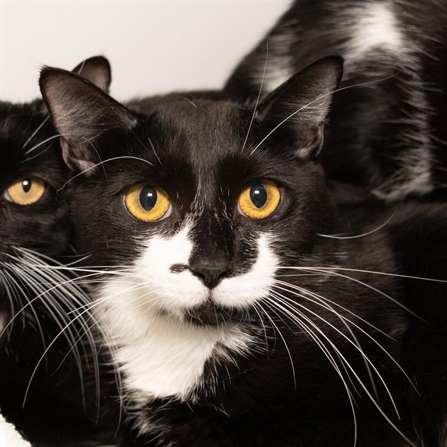 POLAROID, Adoptable, Young Male Domestic Short Hair.
