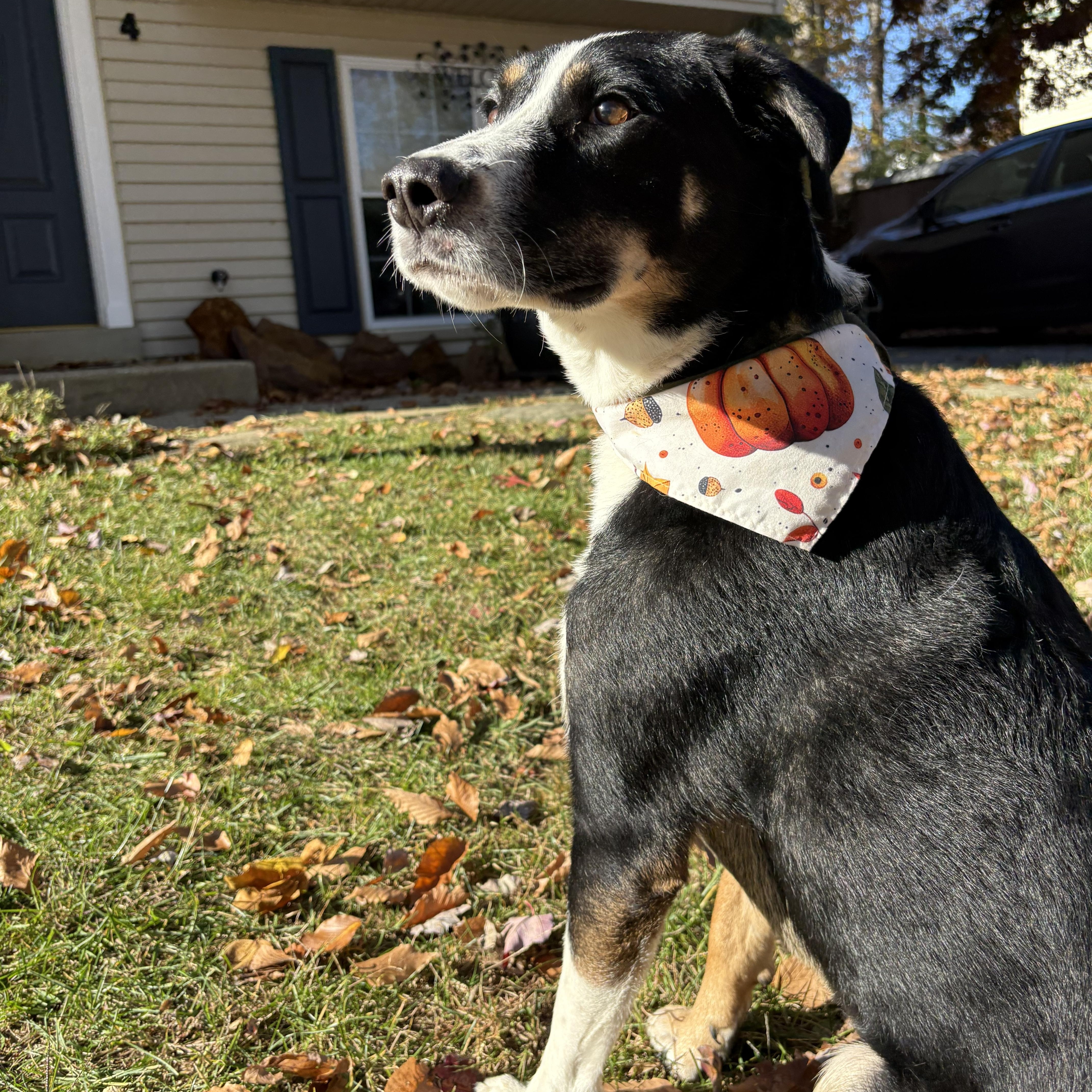 Loki, a Adoptable mixed breed in Chesapeake Beach, MD image 2/6