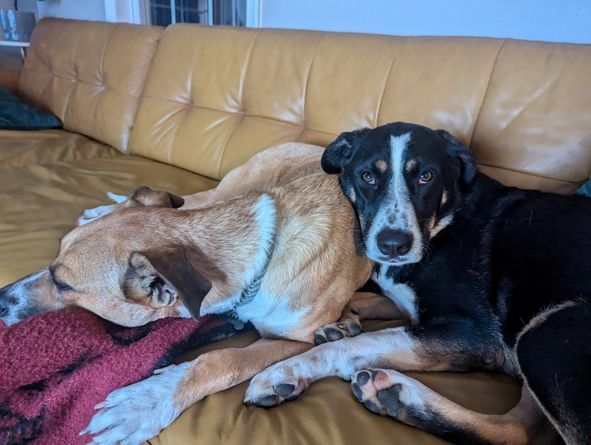 Loki, a Adoptable mixed breed in Chesapeake Beach, MD image 6/6