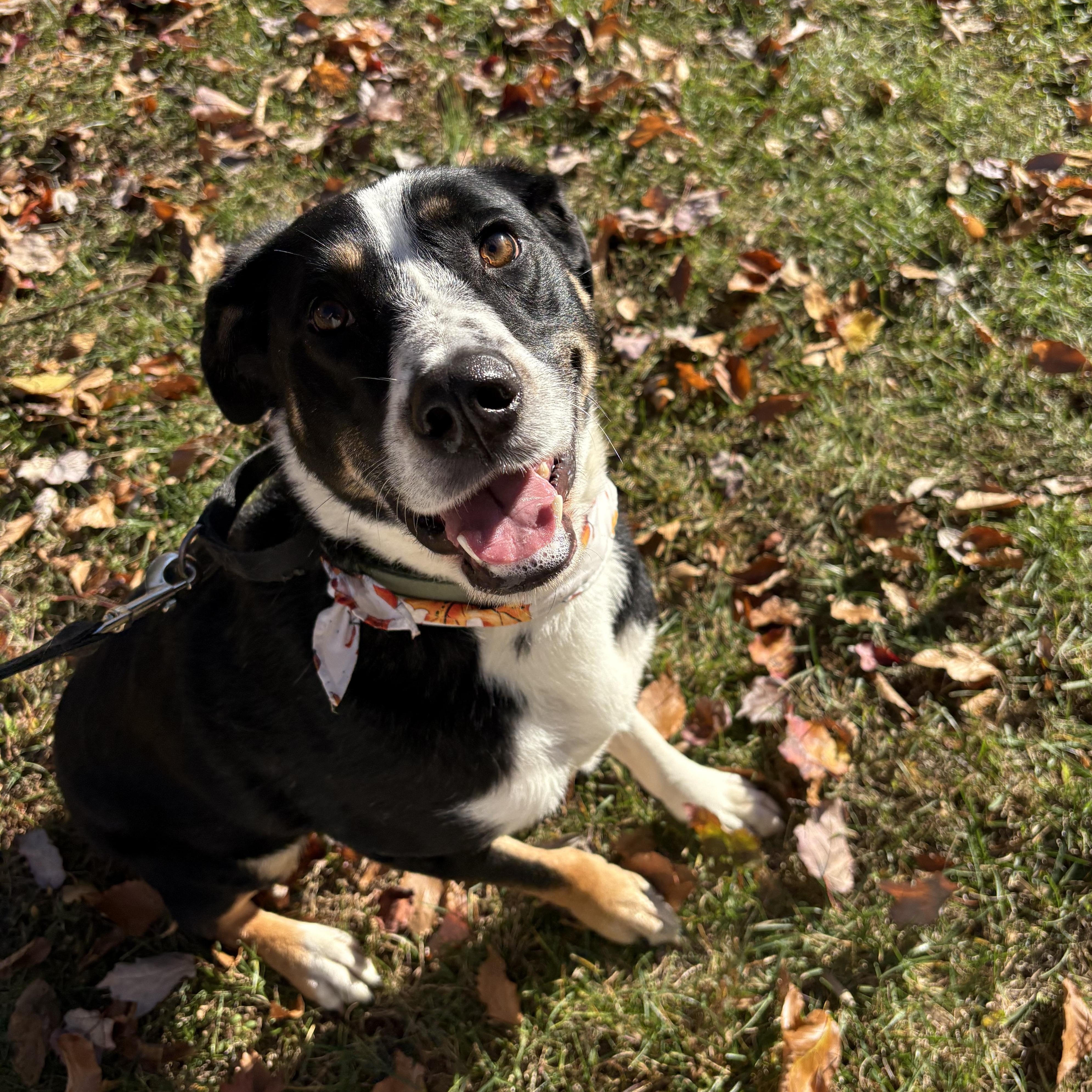 Loki, a Adoptable mixed breed in Chesapeake Beach, MD image 1/6