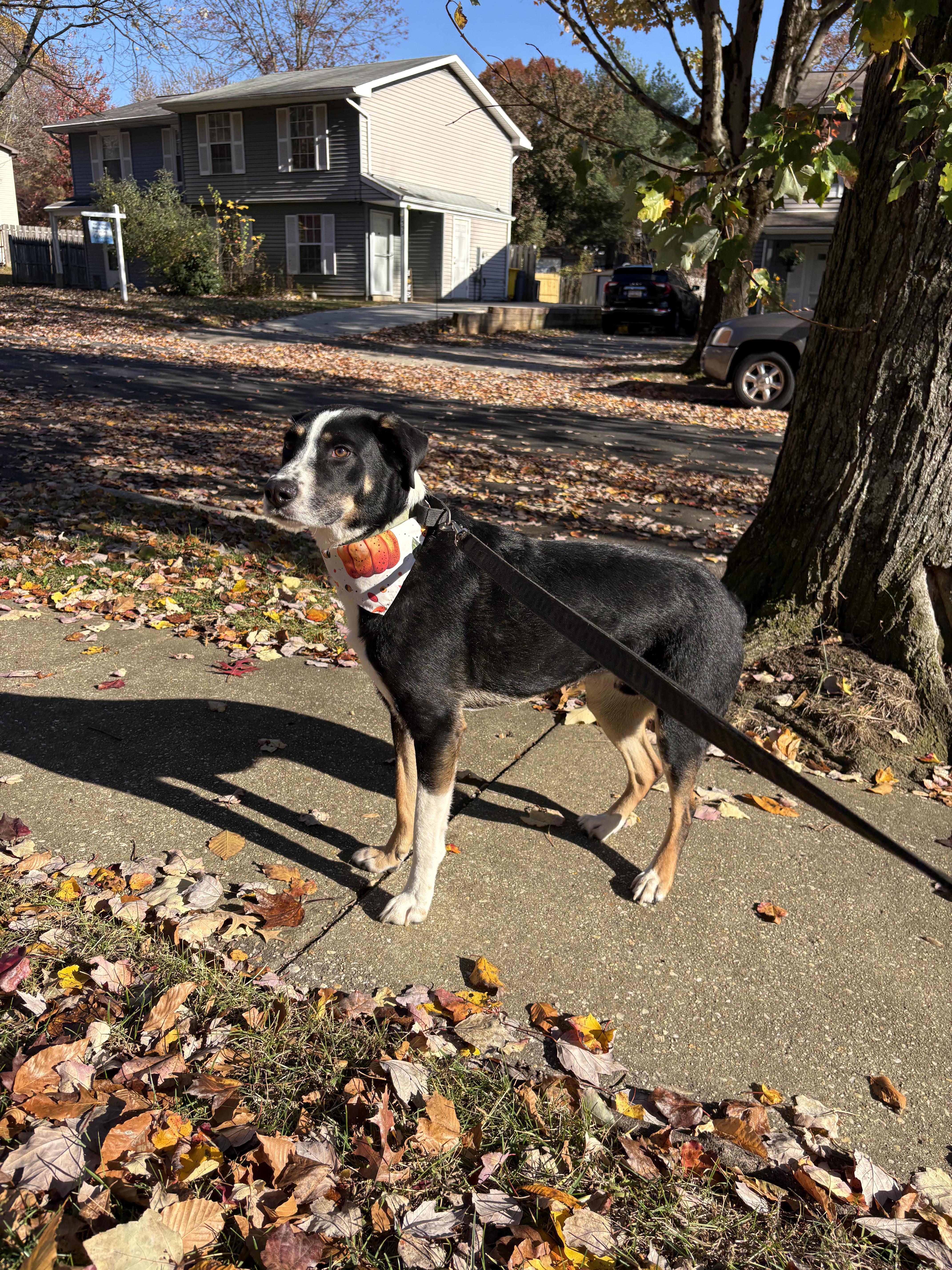 Loki, a Adoptable mixed breed in Chesapeake Beach, MD image 5/6