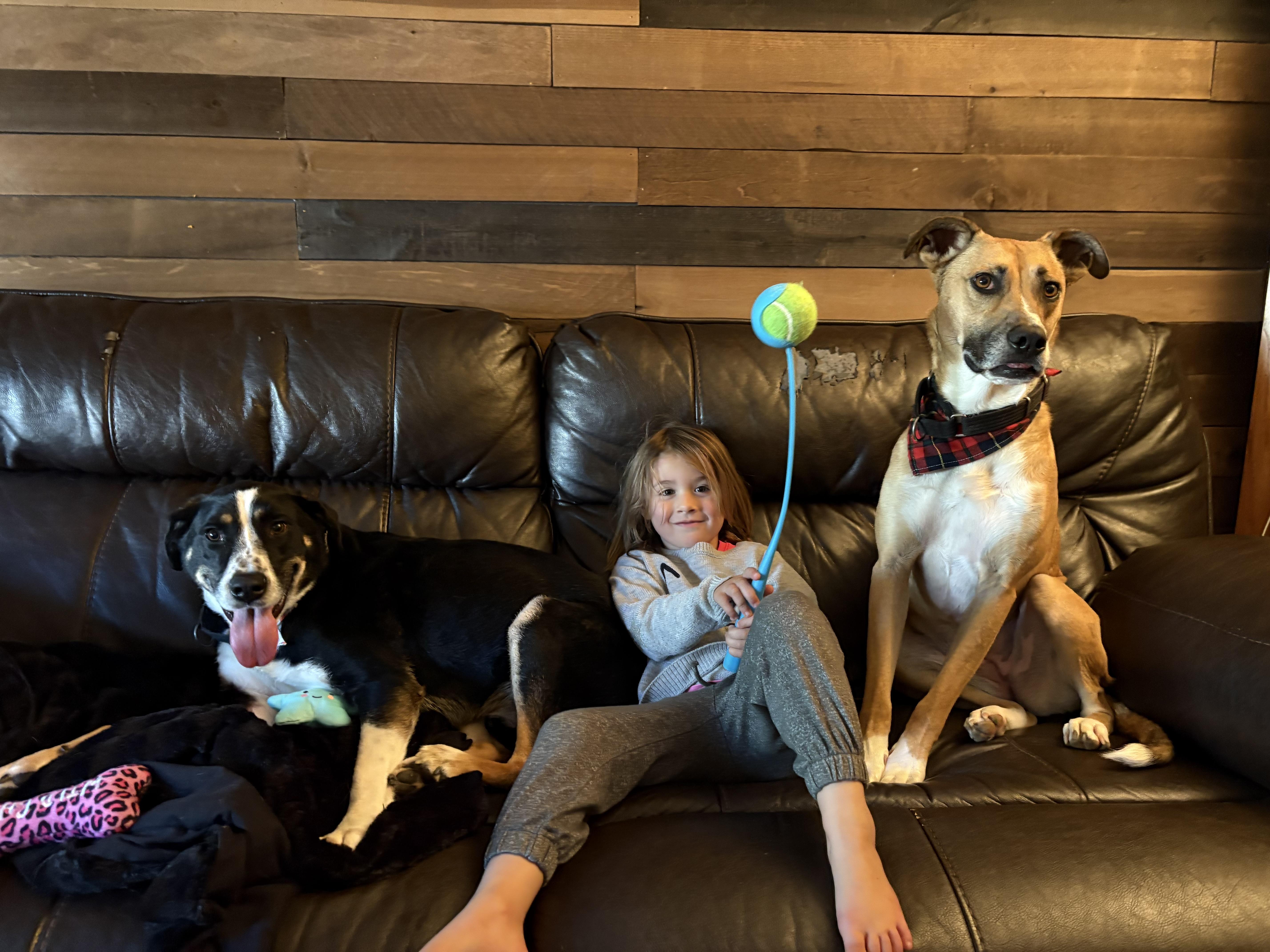 Loki, a Adoptable mixed breed in Chesapeake Beach, MD image 3/6