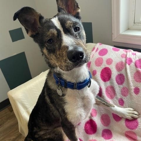 Enlarge Ziggi, a ADOPTABLE mixed breed in Honesdale, PA image 3/3