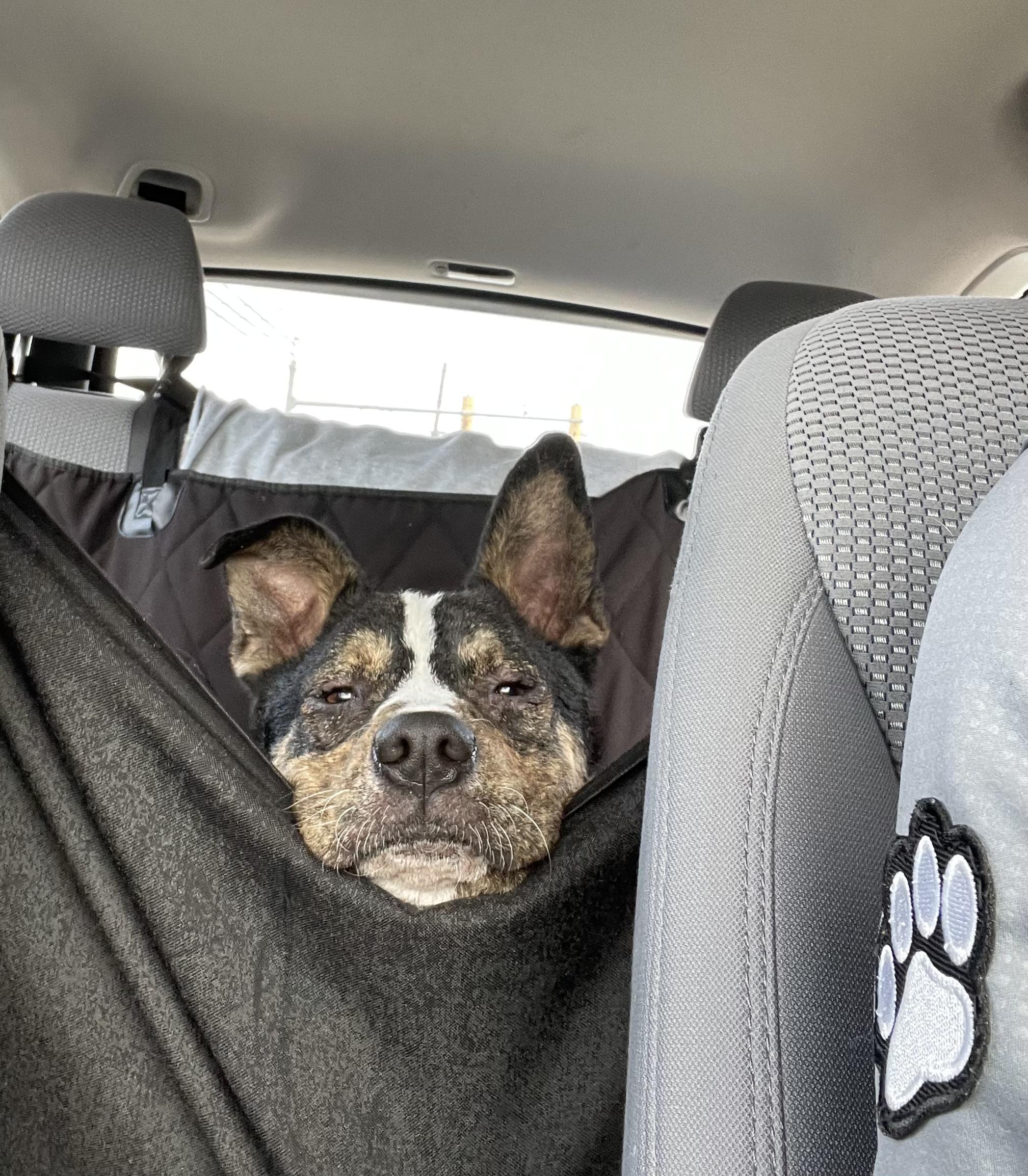 Enlarge Ziggi, a Adoptable Mixed Breed in Honesdale, PA image 1/5