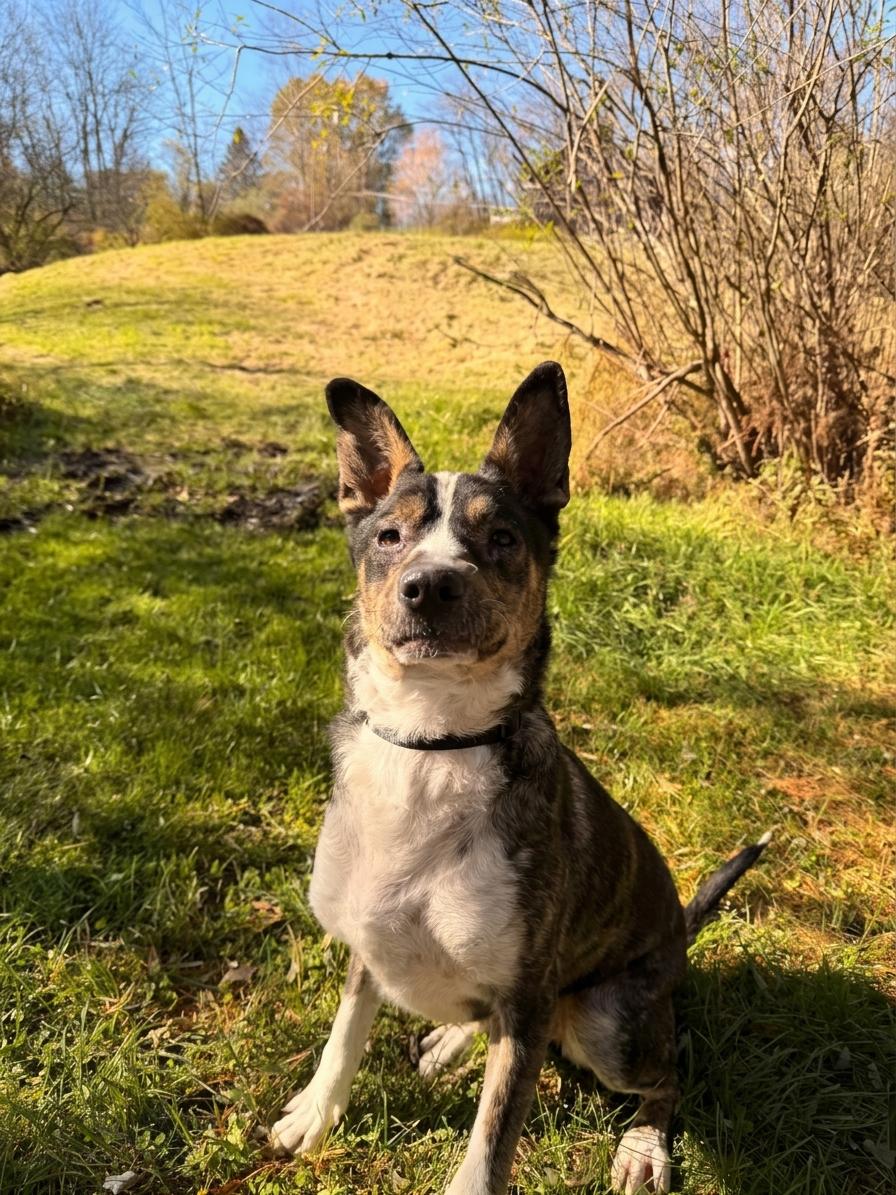 Ziggi, Adoptable, Young Male Mixed Breed.