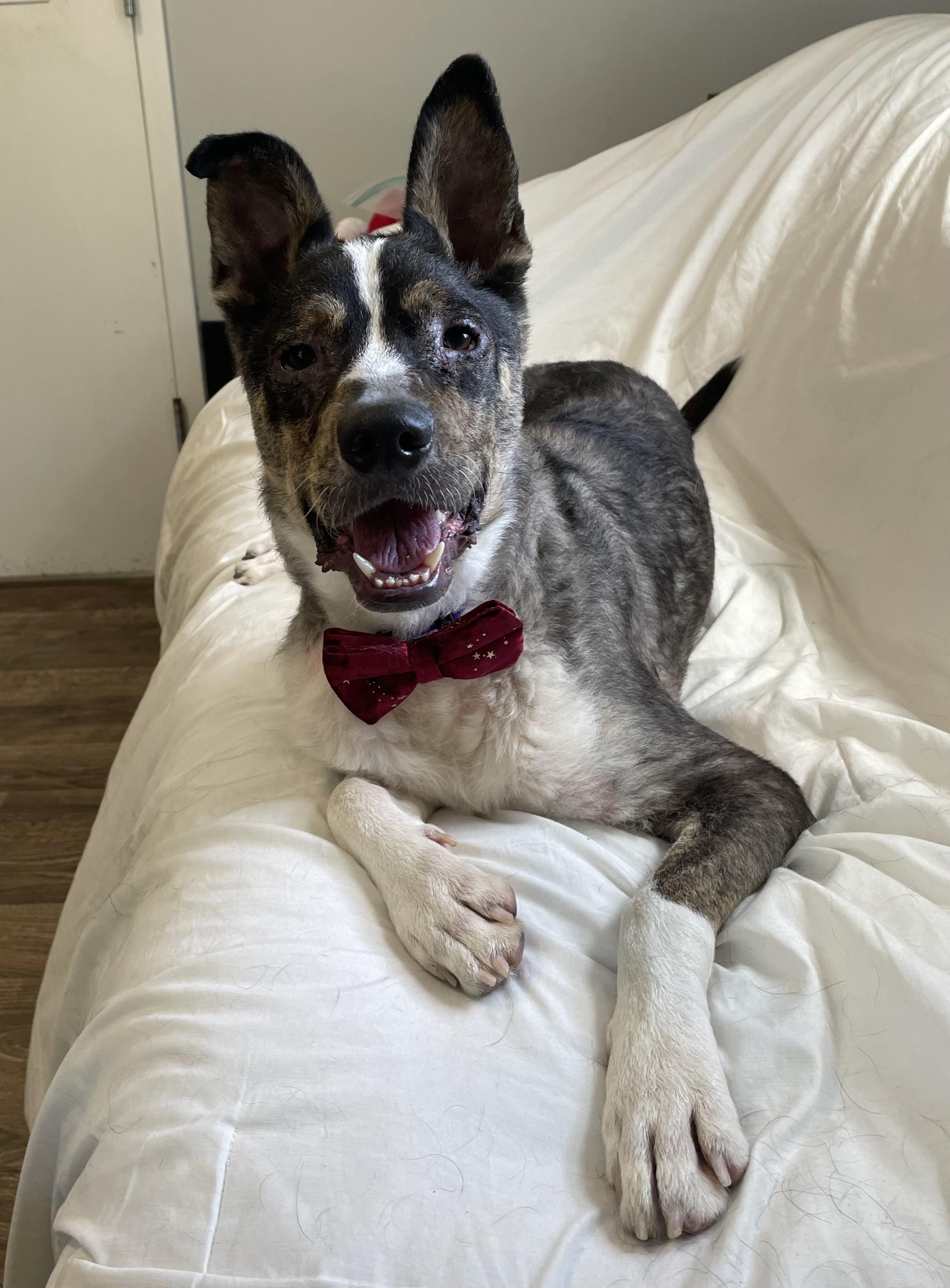 Enlarge Ziggi, a Adoptable Mixed Breed in Honesdale, PA image 3/5