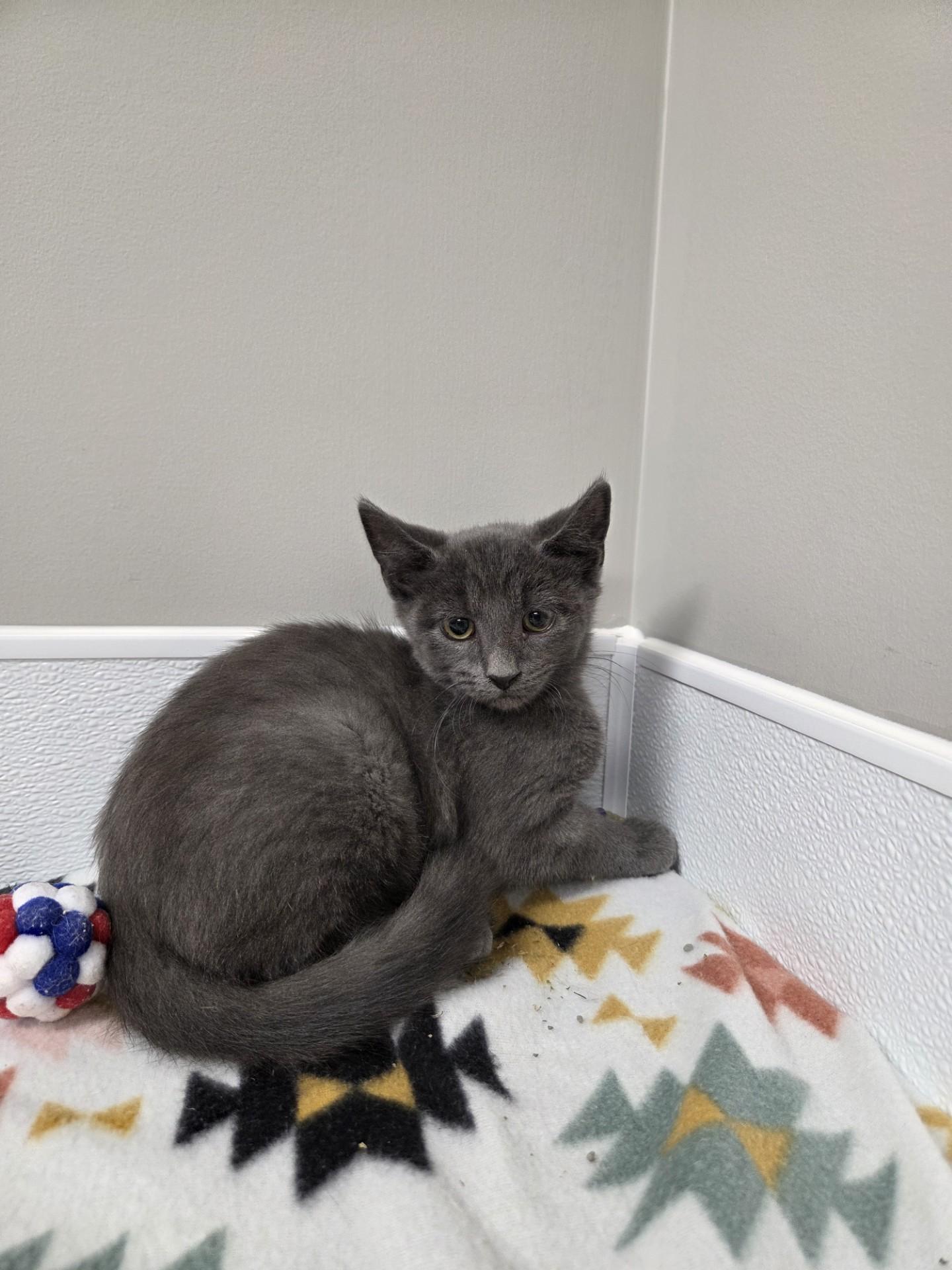 Clorox, ADOPTABLE, Kitten Male Domestic Short Hair.