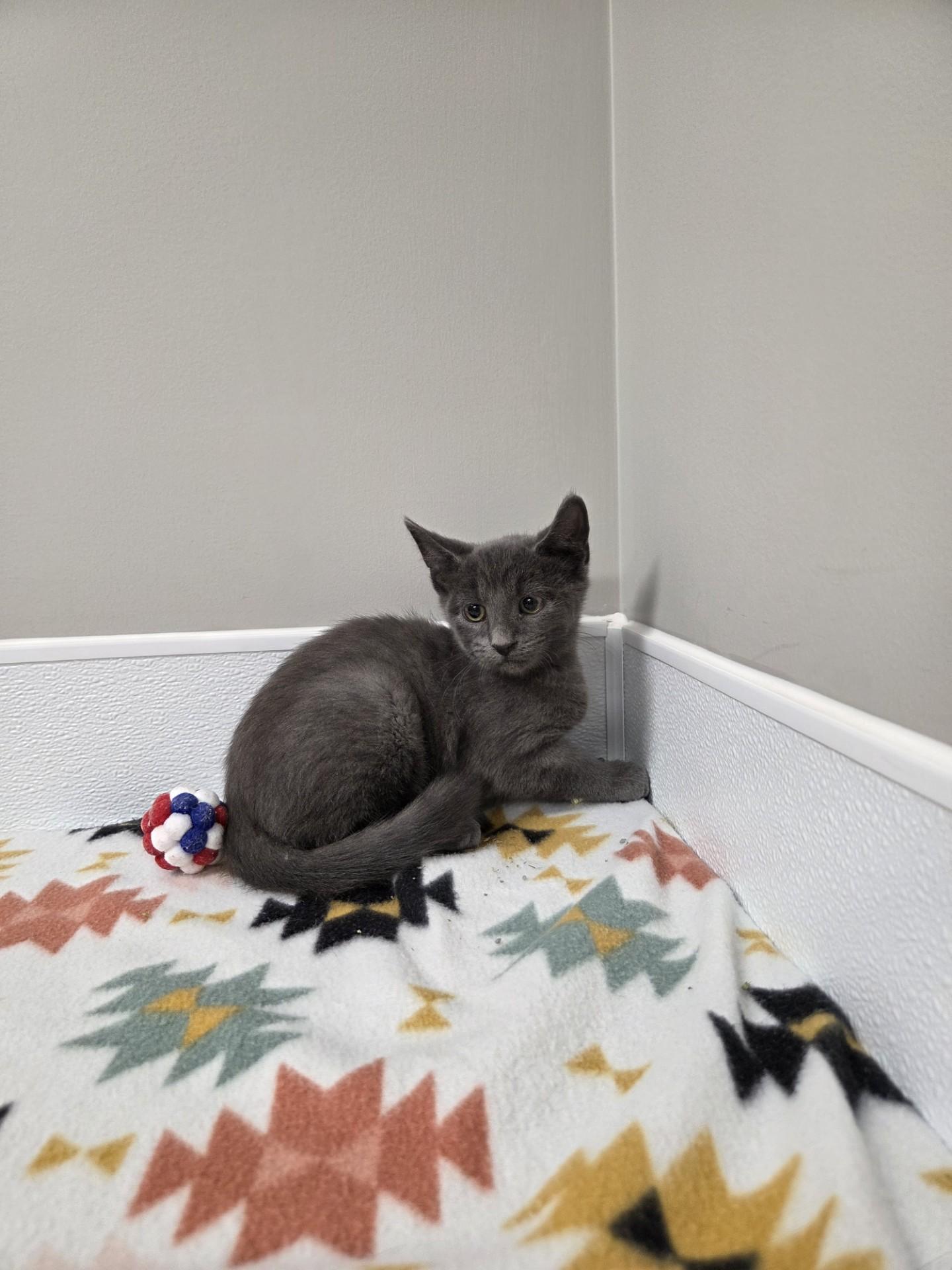 Clorox, a ADOPTABLE mixed breed in Shepherdsville, KY image 2/2