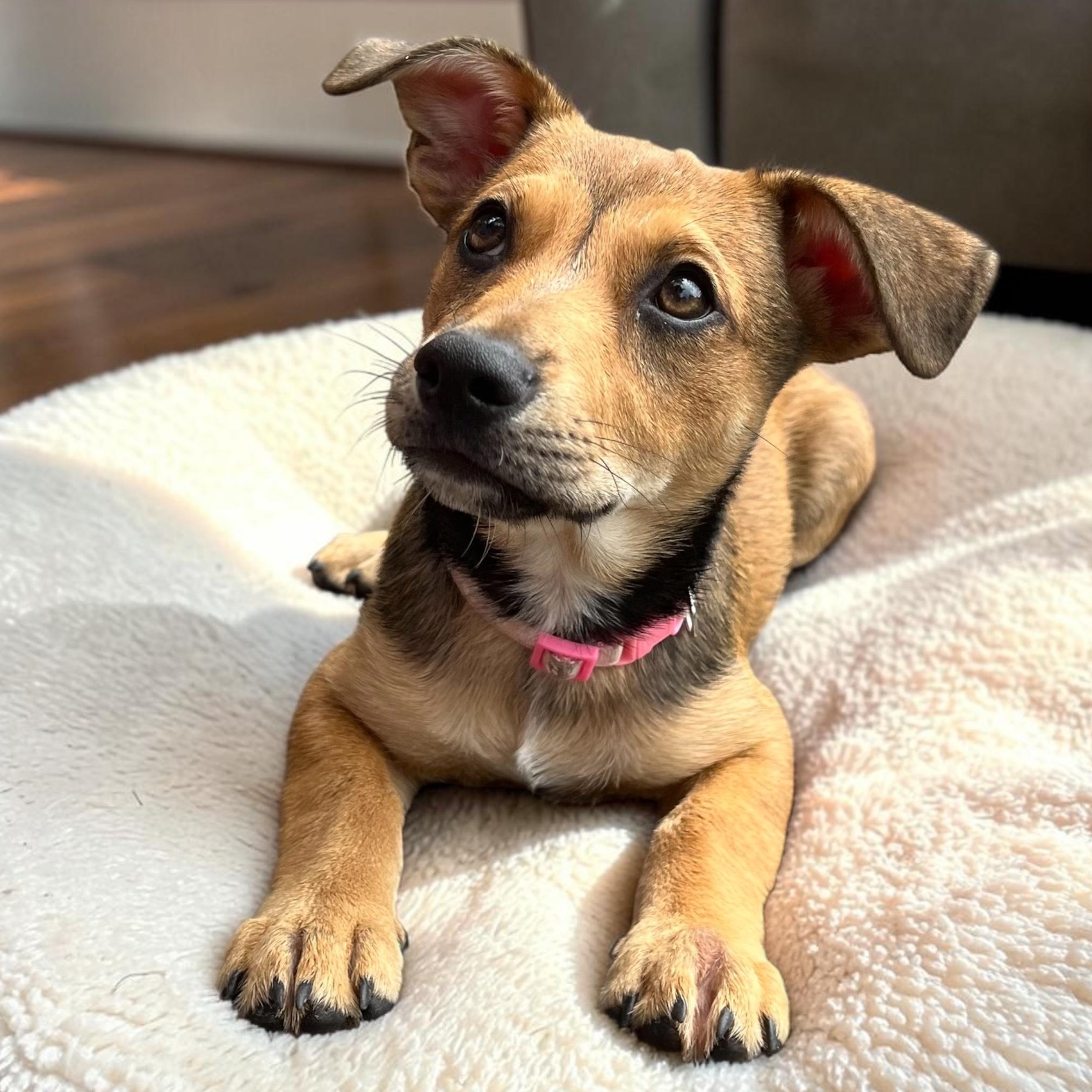 Enlarge Cricket, a ADOPTABLE mixed breed in Cedar Mountain, NC image 6/6