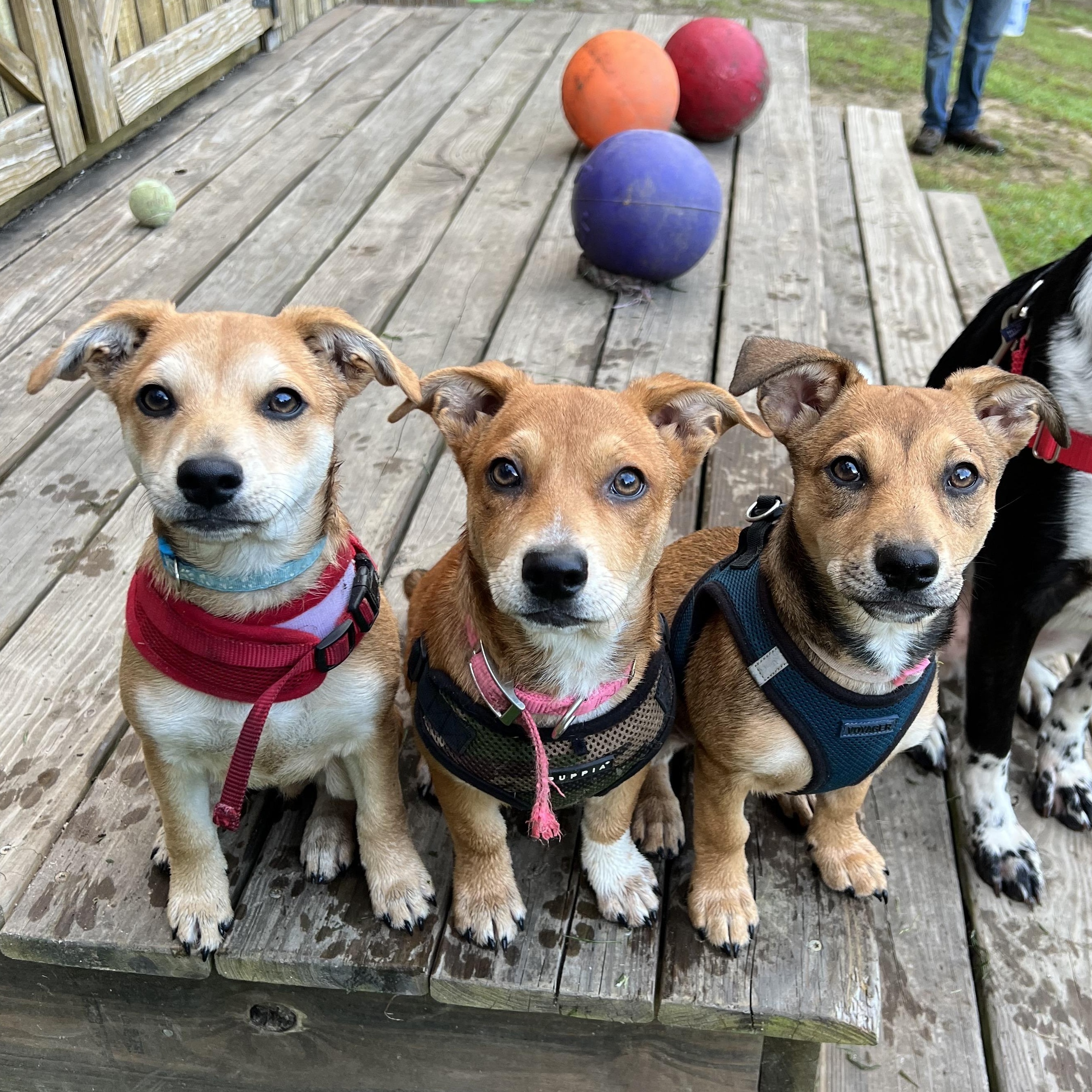 Enlarge Cricket, a ADOPTABLE mixed breed in Cedar Mountain, NC image 5/6