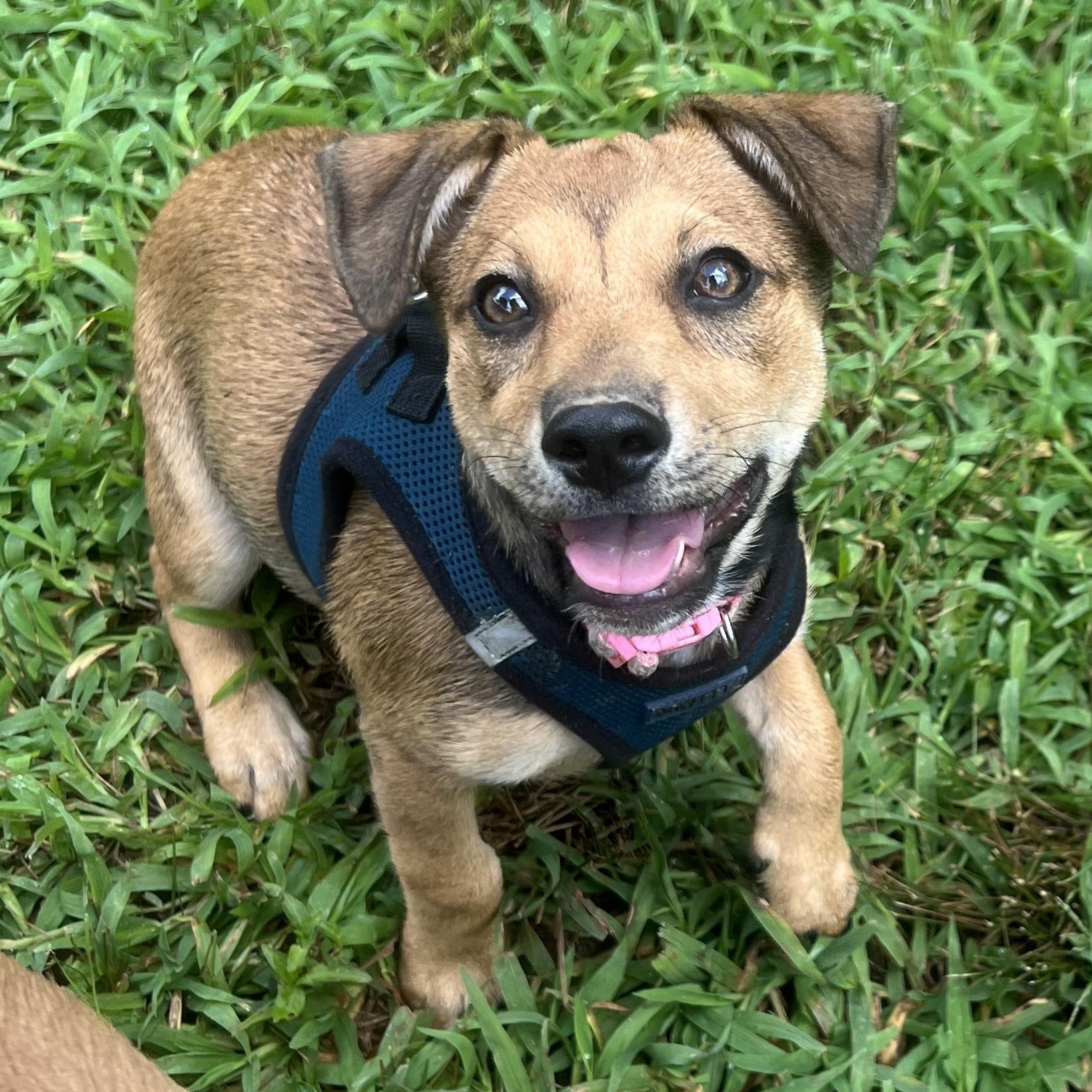 Enlarge Cricket, a ADOPTABLE mixed breed in Cedar Mountain, NC image 4/6