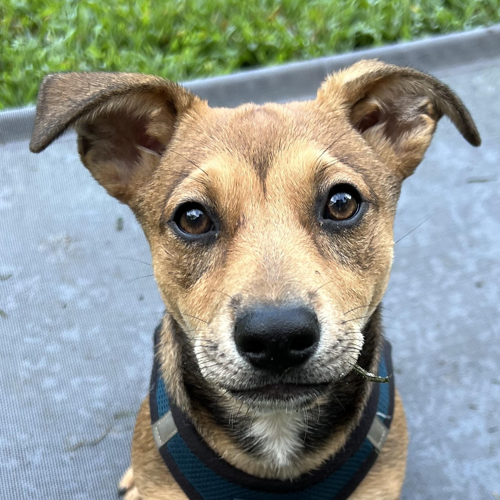 Enlarge Cricket, a ADOPTABLE mixed breed in Cedar Mountain, NC image 1/6