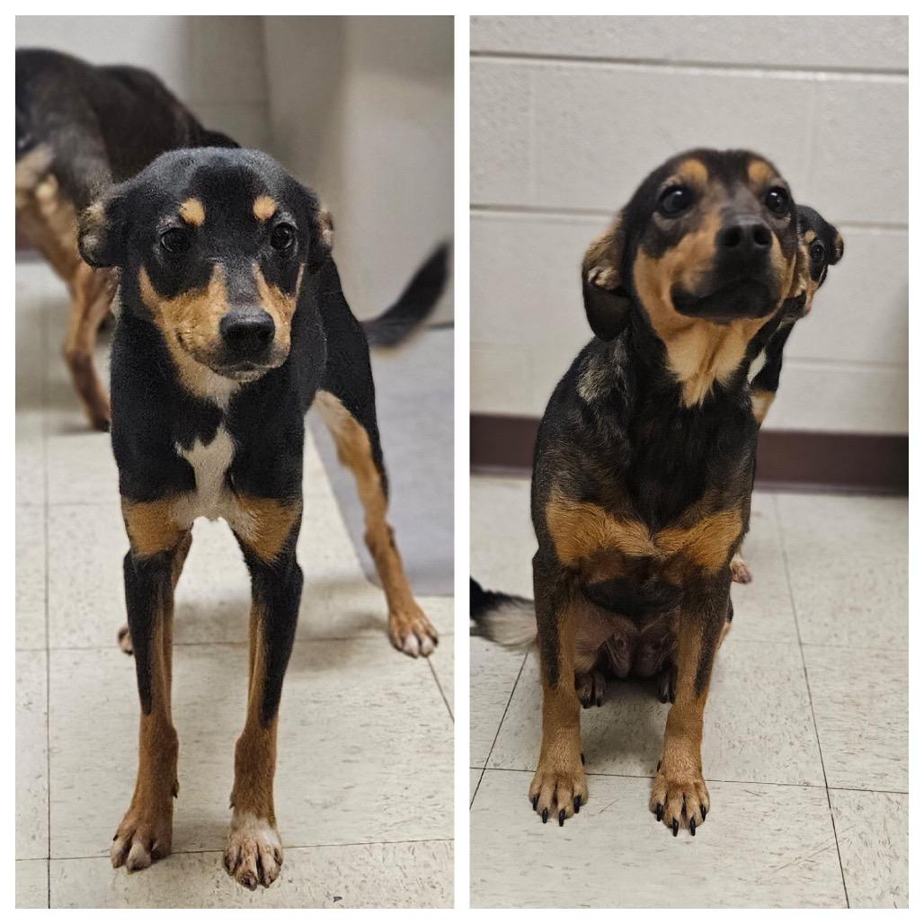 Ruby — thumbnail 2