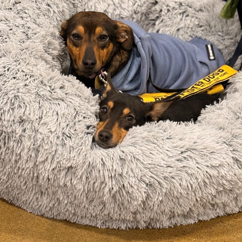 Ruby — thumbnail 3