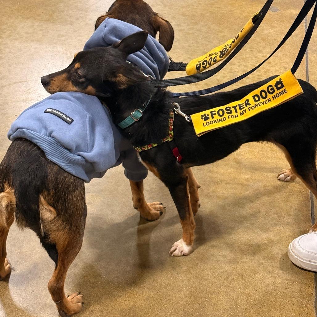 Ruby — thumbnail 4